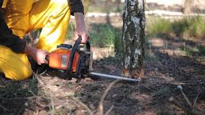 How Our Tree Care Process Works  in  Cando, ND