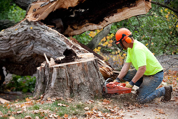 Best Seasonal Cleanup (Spring/Fall)  in Cao, ND