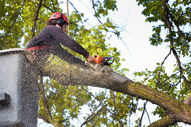 Best Leaf Removal  in Cao, ND